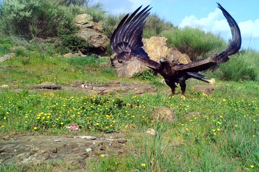Exploring Nature and the Cosmos <br><sup>a journey through wildlife, sky and plants</sup> - immagine 7